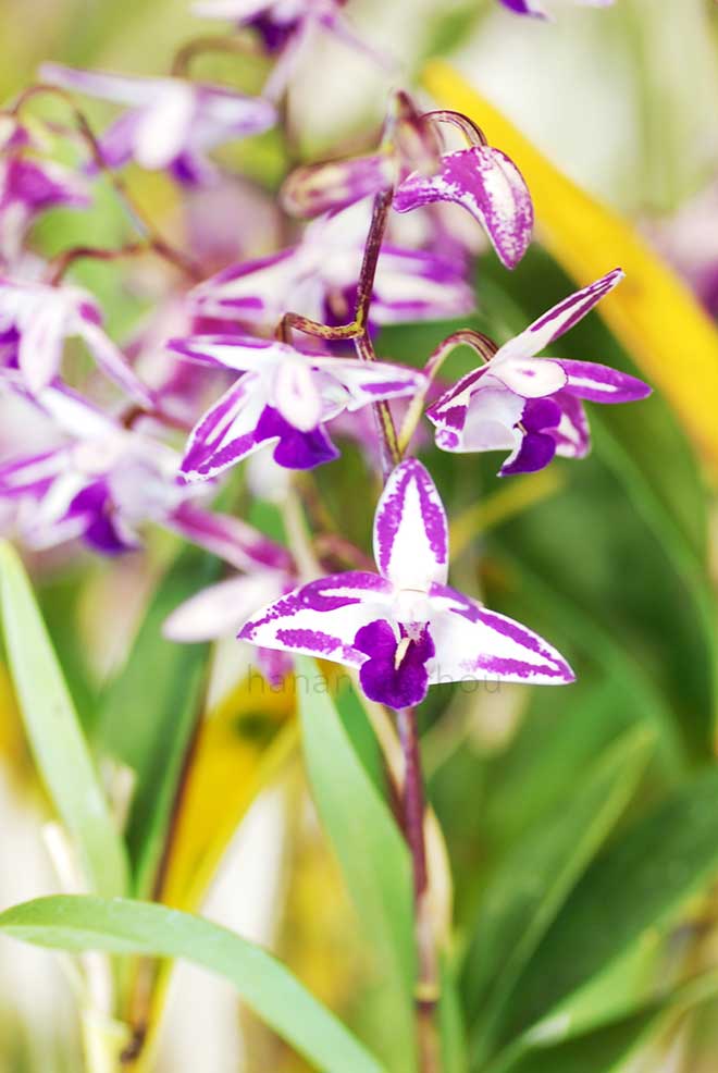 デンドロビウム キング ジップ 'スーパー スター'｜花の手帖の蘭図鑑