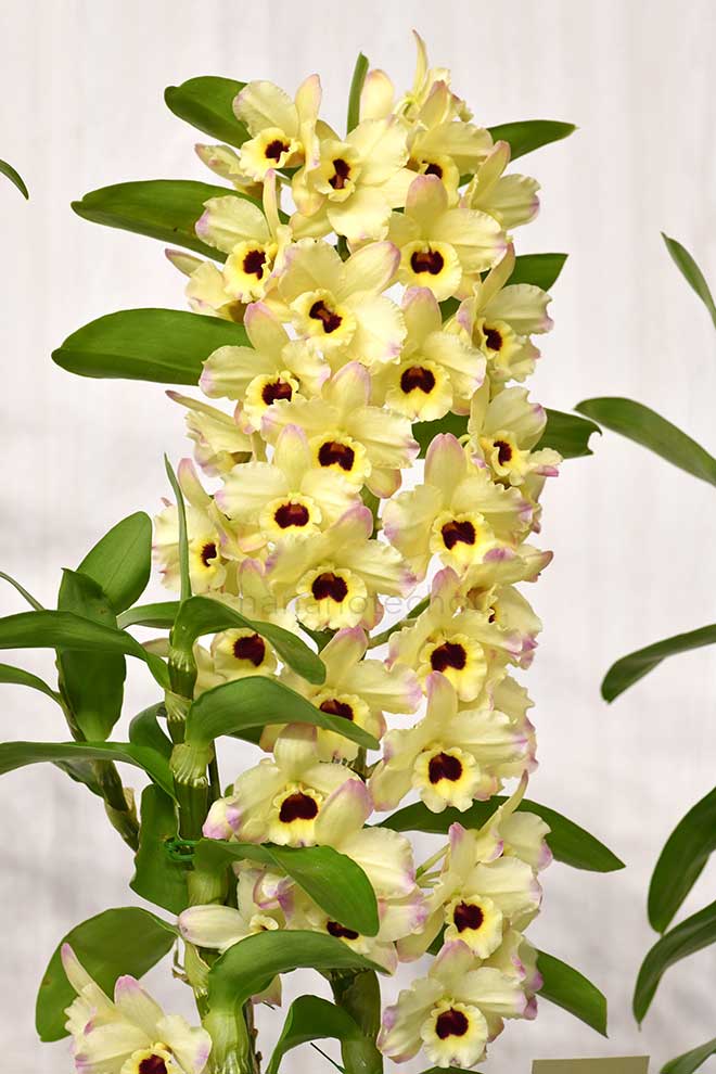 デンドロビウム マカナ 'ヒロミ'｜花の手帖の蘭図鑑