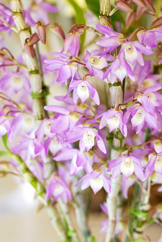 デンドロビウム オモカゲ 'サクラコ'｜花の手帖の蘭図鑑