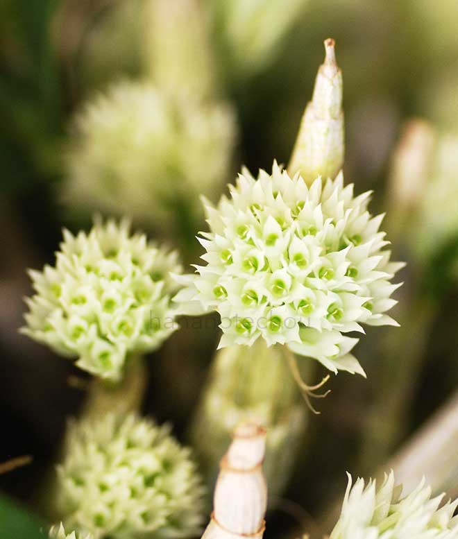 デンドロビウム オフィオグロッサム 'シー ギフト'｜花の手帖の蘭図鑑