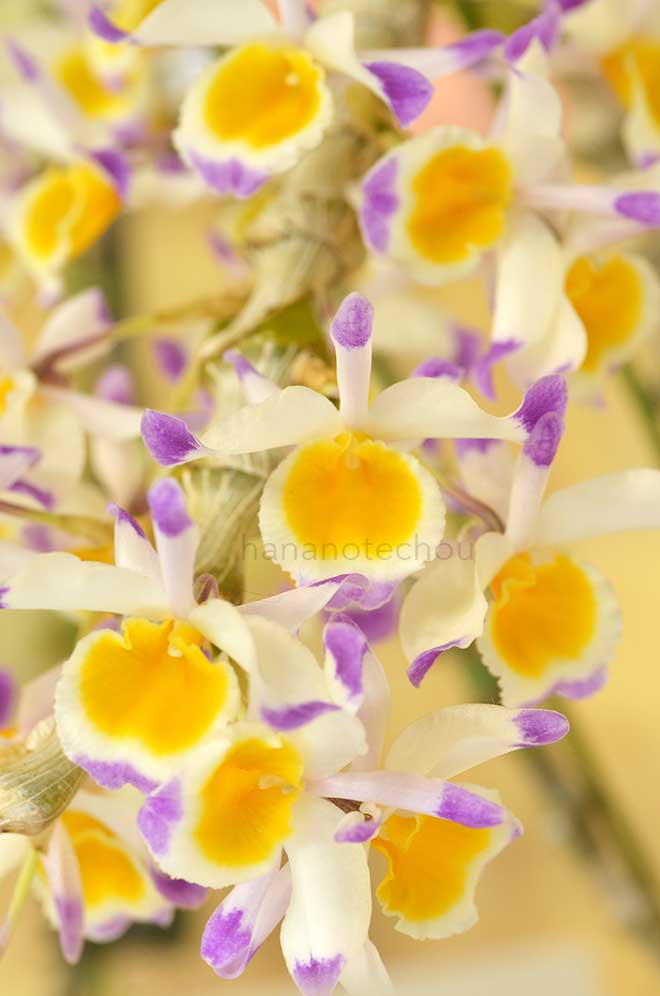 デンドロビウム ペンデュラム 'ヤマヒロ'｜花の手帖の蘭図鑑