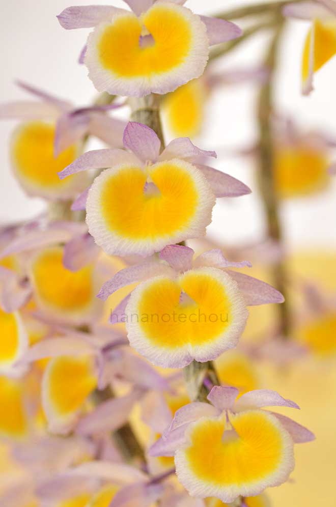 デンドロビウム プリムリナム 'アフター ショー'｜花の手帖の蘭図鑑