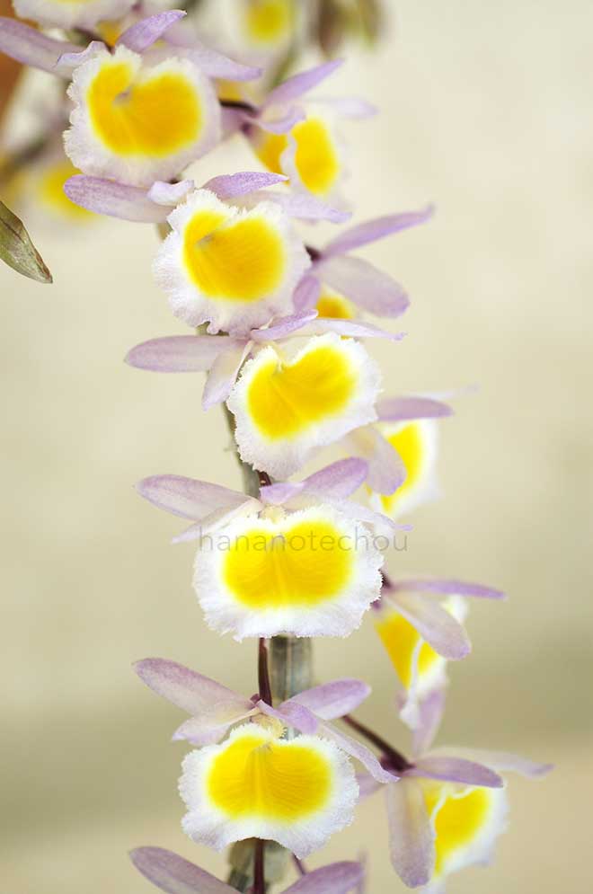 ｜花の手帖の蘭図鑑