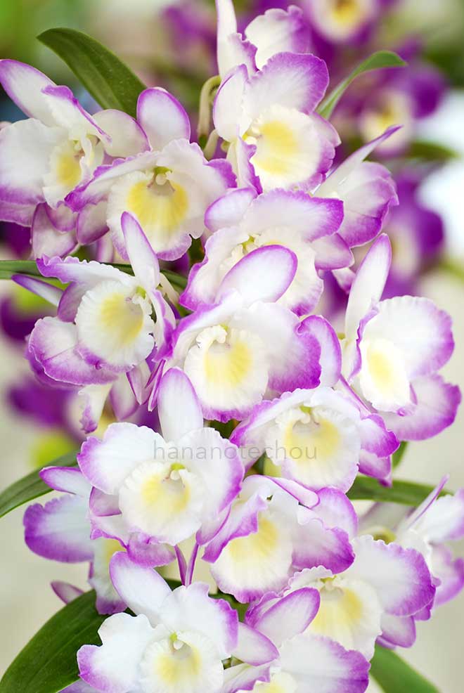 デンドロビウム ロイヤル スウィート x キャンディ スマイル 'アキコ'｜花の手帖の蘭図鑑