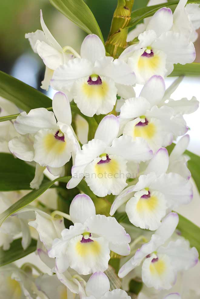 デンドロビウム ロイヤル スウィート キャンディ スマイル 'フミコ'|花の手帖の蘭図鑑