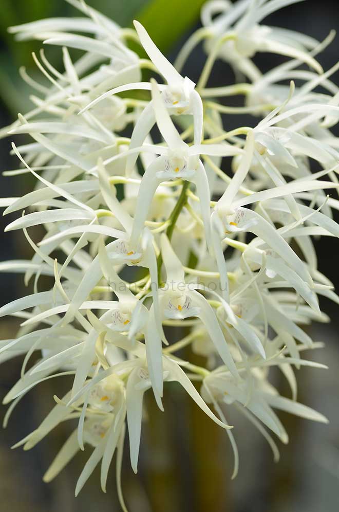 デンドロビウム ルピアナム マグニフィカ｜花の手帖の蘭図鑑