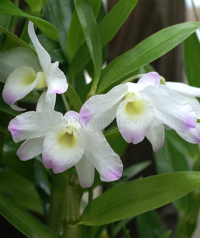 デンドロビウム サクラガリ｜花の手帖の蘭図鑑