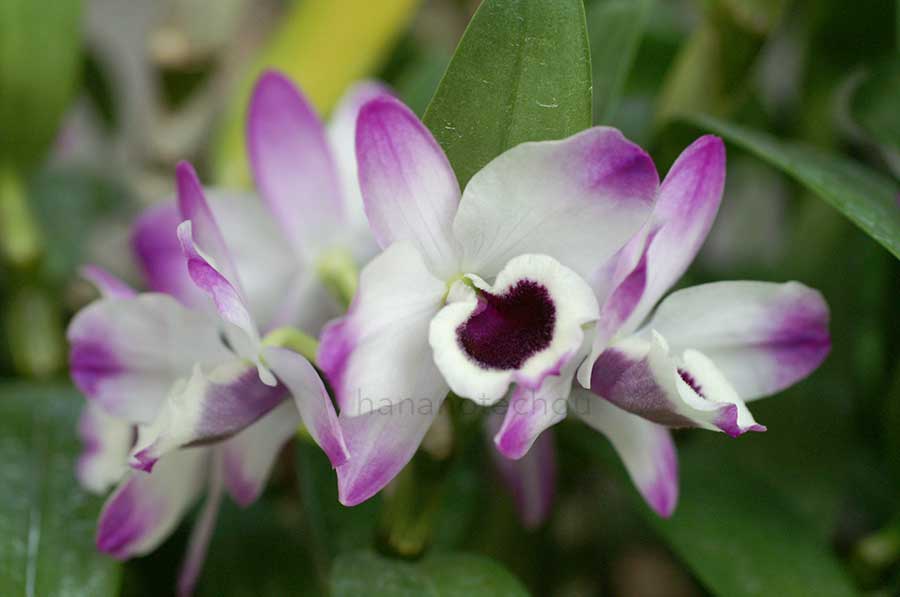 デンドロビウム スノーフレーク 'オトメ'｜花の手帖の蘭図鑑