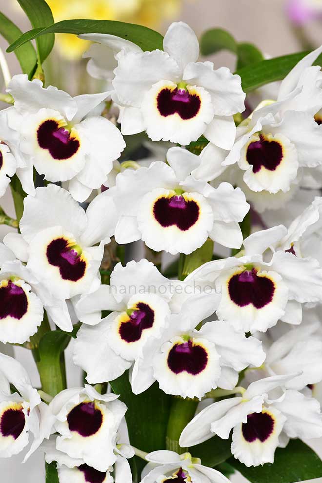 デンドロビウム スプリング フェアリー 'スノー ソング'｜花の手帖の蘭図鑑