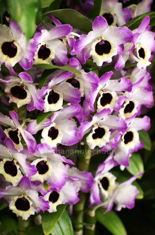 デンドロビウム スプリング スマイル 'ラブリー パラダイス'｜花の手帖の蘭図鑑