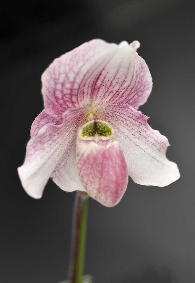 パフィオペディラム アンジェラ ’マツオ’｜花の手帖の蘭図鑑