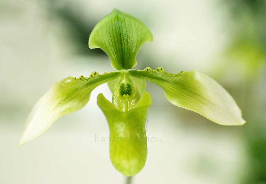 パフィオペディラム アプレトニアナム オーレウム ’ローレライ’｜花の手帖の蘭図鑑