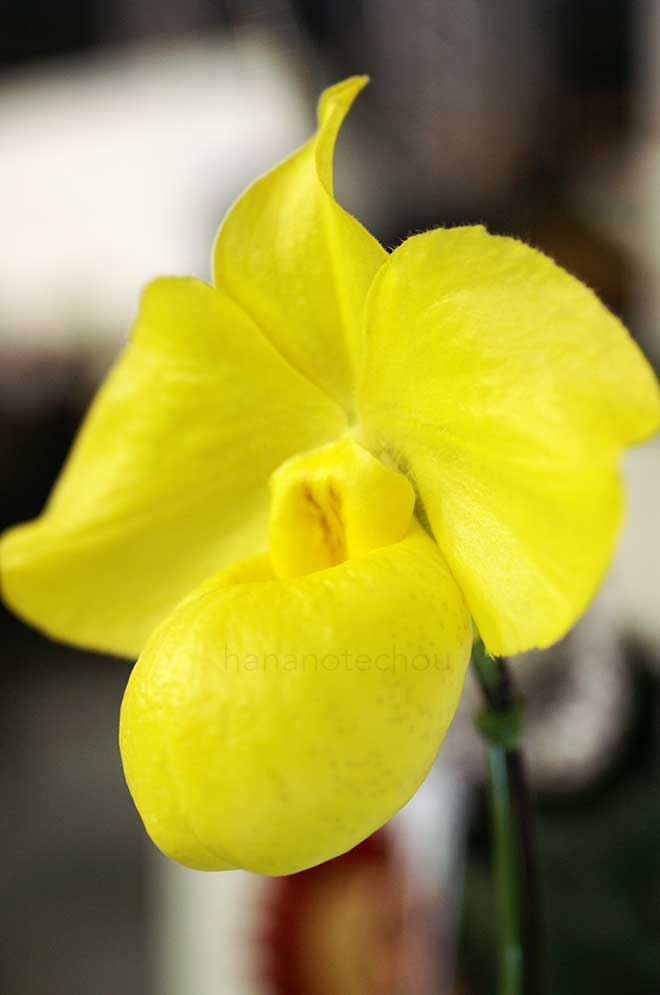 パフィオペディラム アルメニアカム 'クールNo.7'｜花の手帖の蘭図鑑