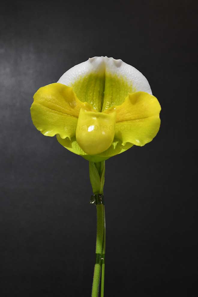 パフィオペディラム　クレイジー レイク ’ジョイアンス’｜花の手帖の蘭図鑑