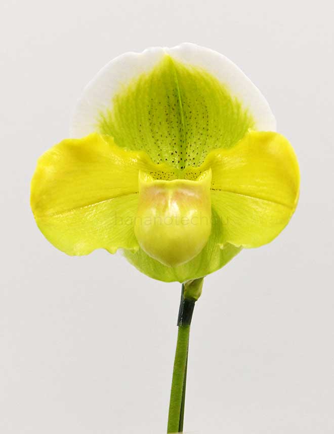 パフィオペディラム クレイジー スター ’セキノズ ジャイアント’｜花の手帖の蘭図鑑