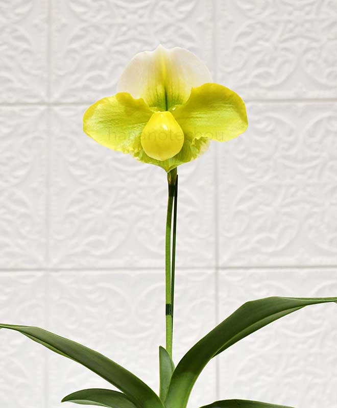 パフィオペディラム エメラルド フューチャー ’グリーン モンスター’｜花の手帖の蘭図鑑