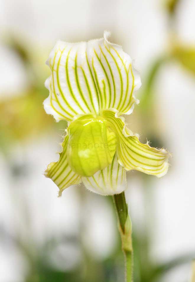 パフィオペディラム フェイリアナム アルバム ’ナカトー No.2’｜花の手帖の蘭図鑑