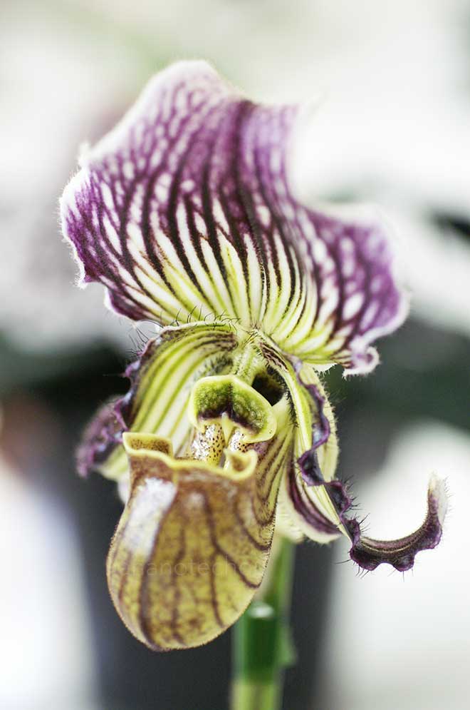 パフィオペディラム フェイリアナム 'ヤング ウッズ'|花の手帖の蘭図鑑