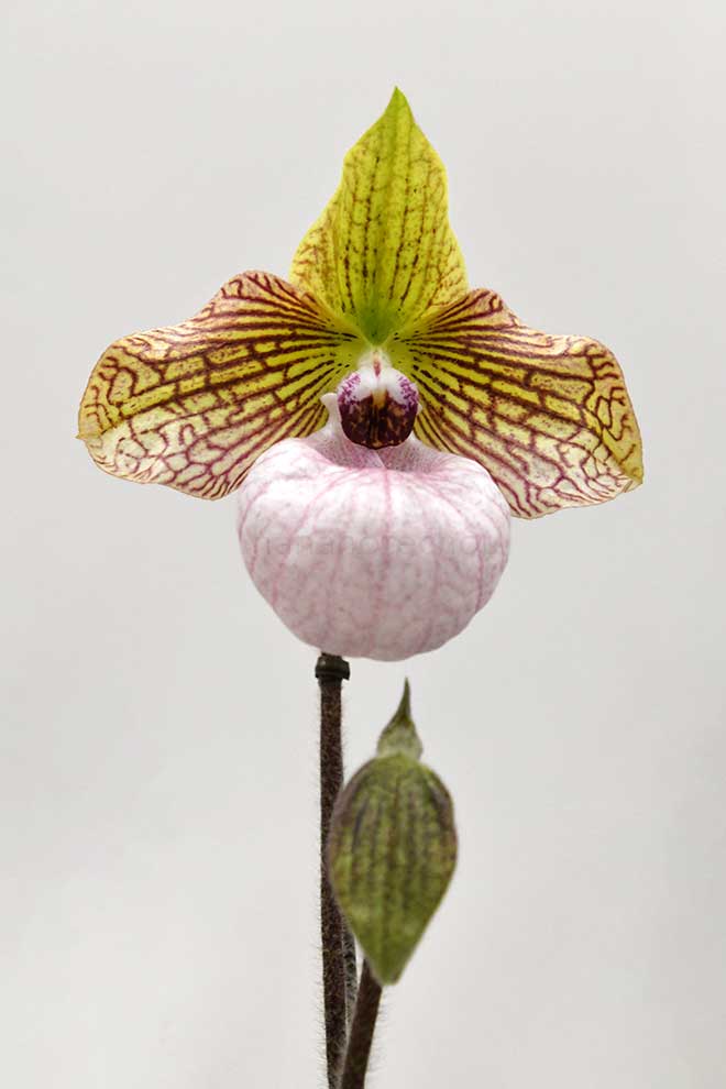 パフィオペディラム ファナティカム ’アップル キャッチャー’｜花の手帖の蘭図鑑