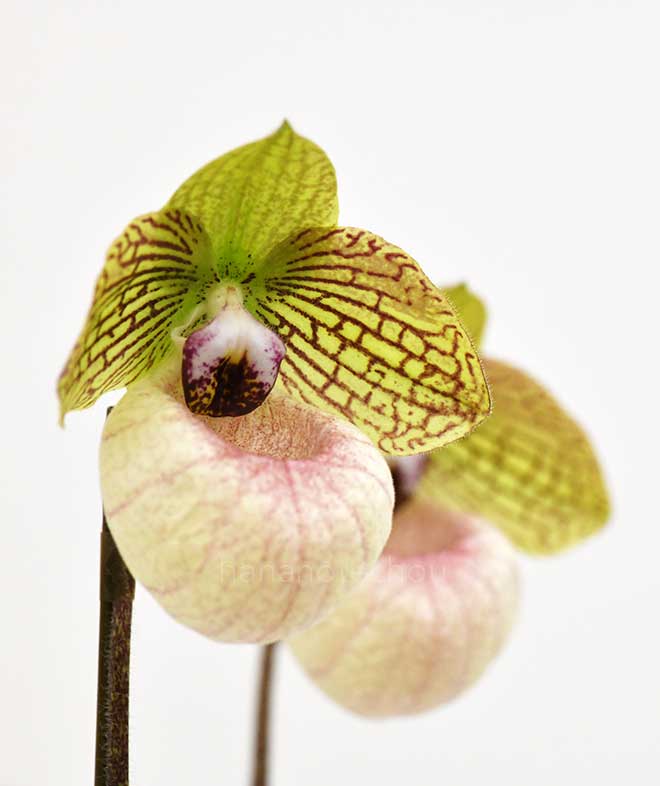 パフィオペディラム ファナティカム ’ファンダメンタル’｜花の手帖の蘭図鑑