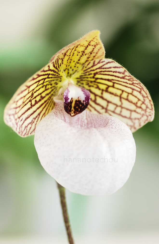 パフィオペディラム ファナティカム 'J. U. ワンダー'｜花の手帖の蘭図鑑