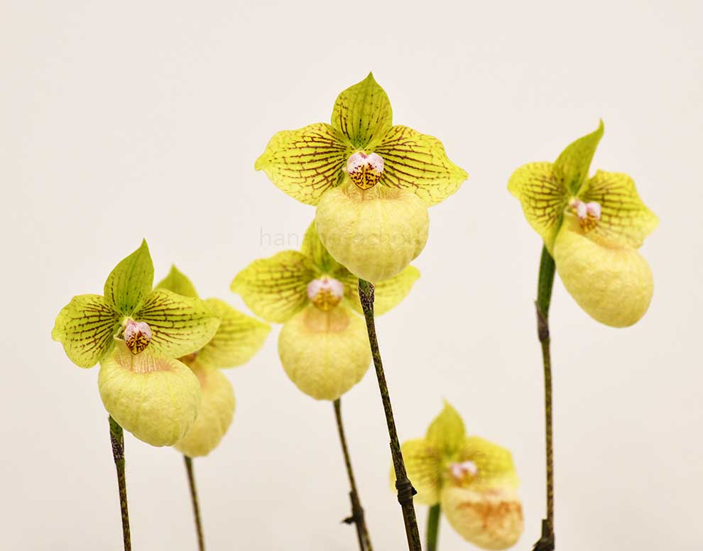 パフィオペディラム ファナティカム ’シミズ デライト’｜花の手帖の蘭図鑑