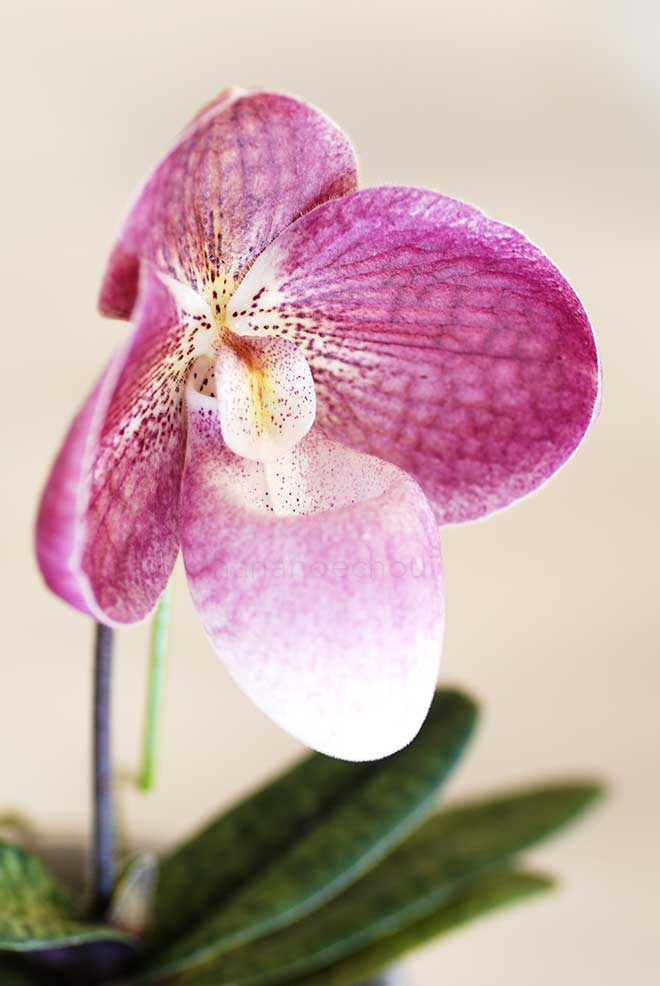 パフィオペディラム フラミンゴ ゴールド ’オリヒメ’｜花の手帖の蘭図鑑