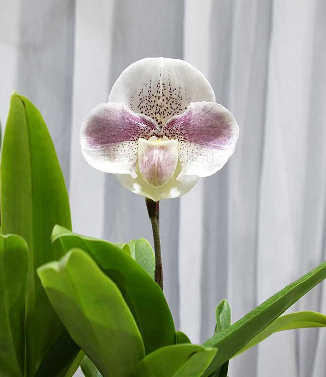 パフィオペディラム ギャラクシー ストーン ’アンドロメダ’｜花の手帖の蘭図鑑