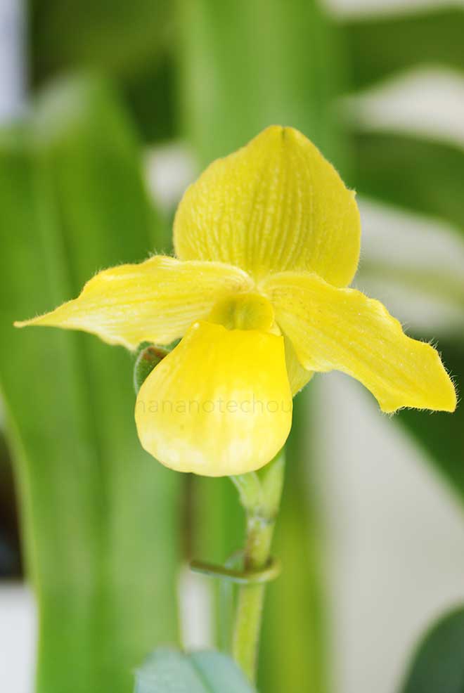 パフィオペディラム ゴールドダラー 'タカヤ'｜花の手帖の蘭図鑑