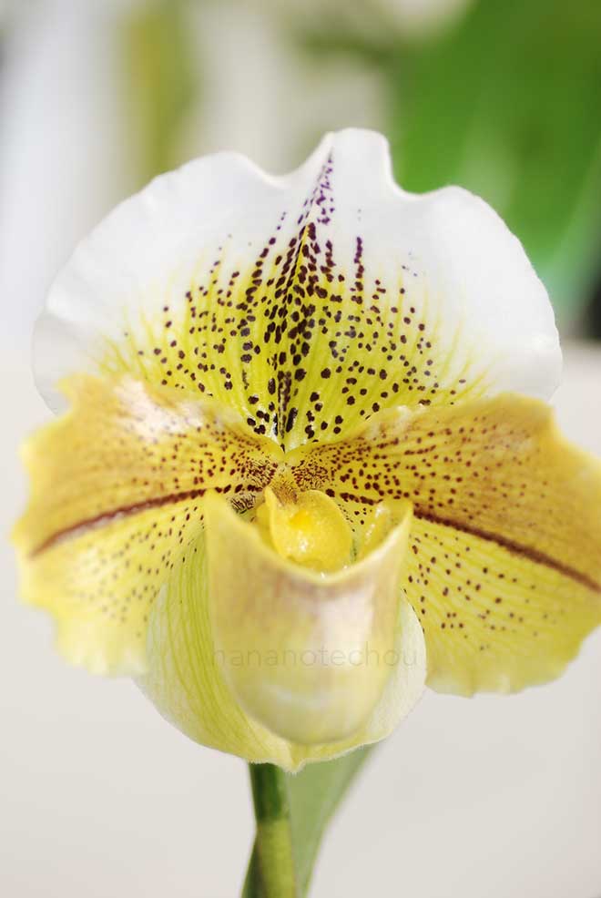 パフィオペディラム グリーンステッド x シレラー 'クオン'｜花の手帖の蘭図鑑