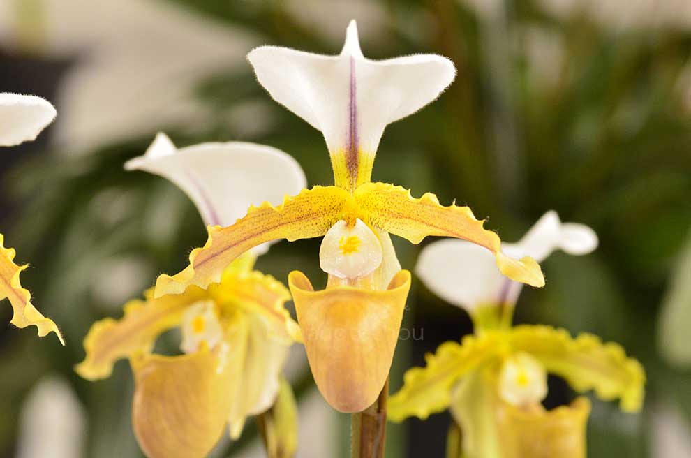 パフィオペディラム ホウ ジー ラバーズ ’トリュフ バター’｜花の手帖の蘭図鑑