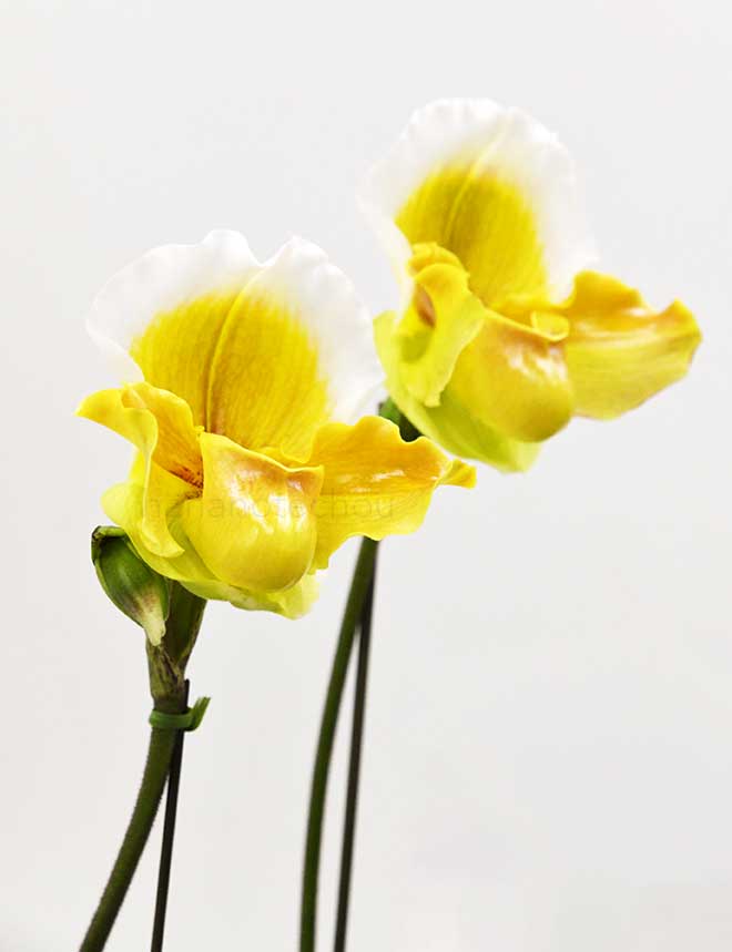 パフィオペディラム ヘラス ’サンセット’｜花の手帖の蘭図鑑