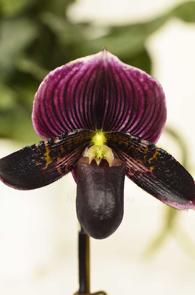パフィオペディラム シンイン デューイ x ルビー ブードゥー ’ダーク ワイン’｜花の手帖の蘭図鑑