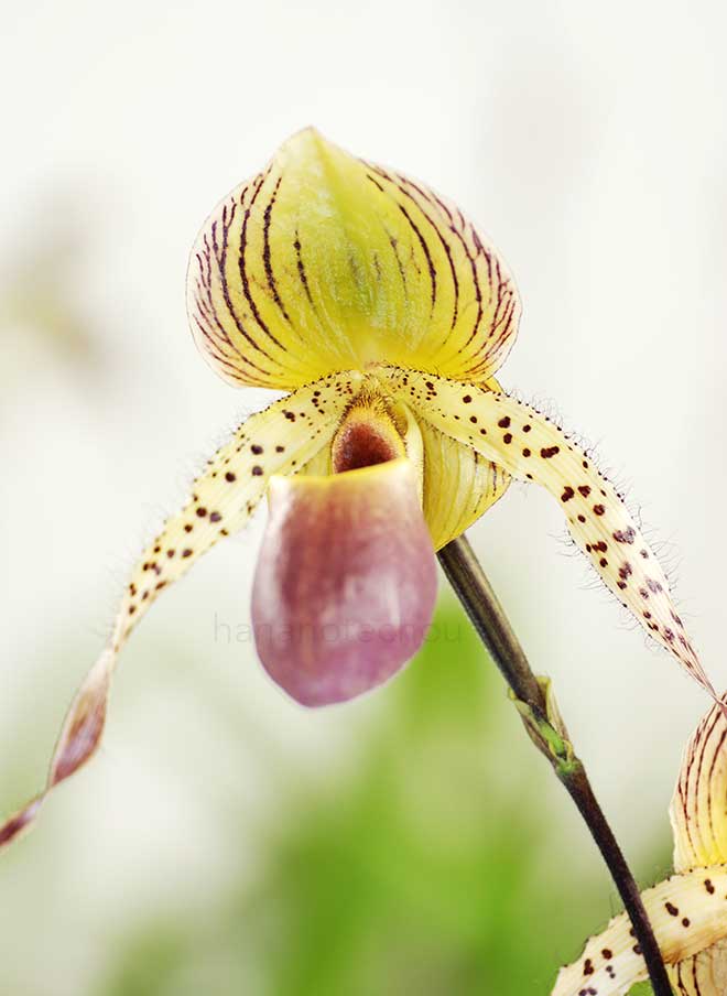 パフィオペディラム イン チャーム　レディ　'ストライク'｜花の手帖の蘭図鑑