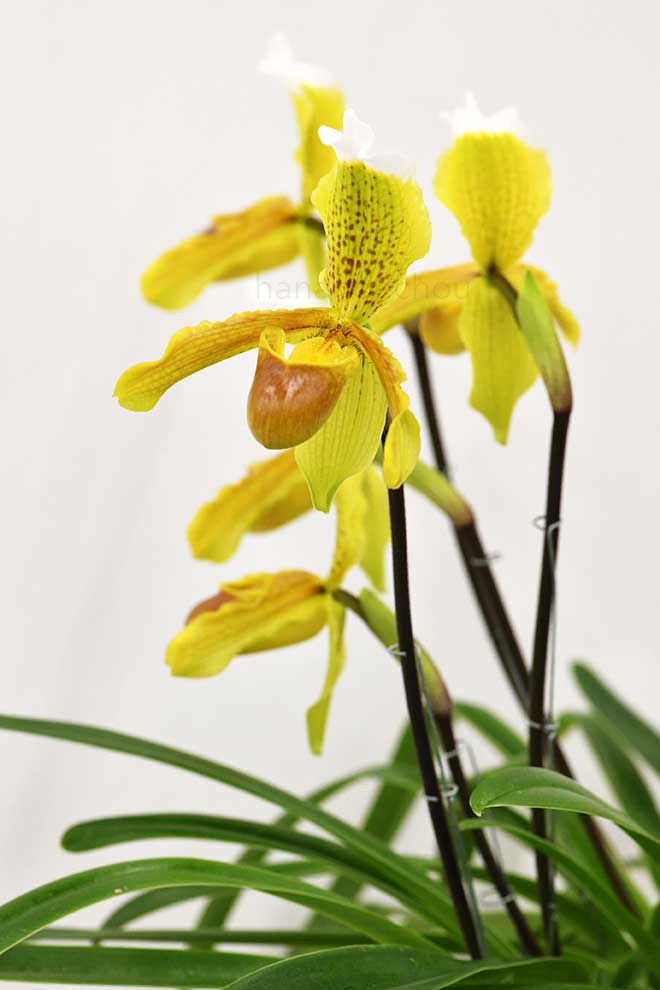 パフィオペディラム インシグネ ’リュウ’｜花の手帖の蘭図鑑