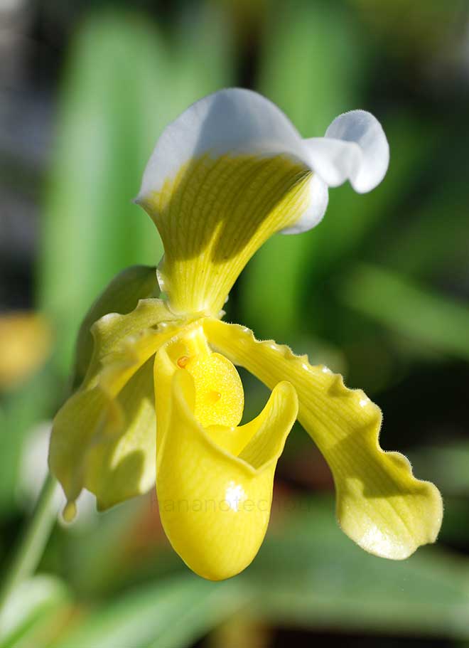 パフィオペディラム インシグネ サンデレー｜花の手帖の蘭図鑑