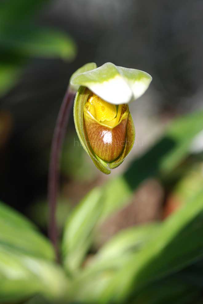 パフィオペディラム インシグネ サンデレー｜花の手帖の蘭図鑑