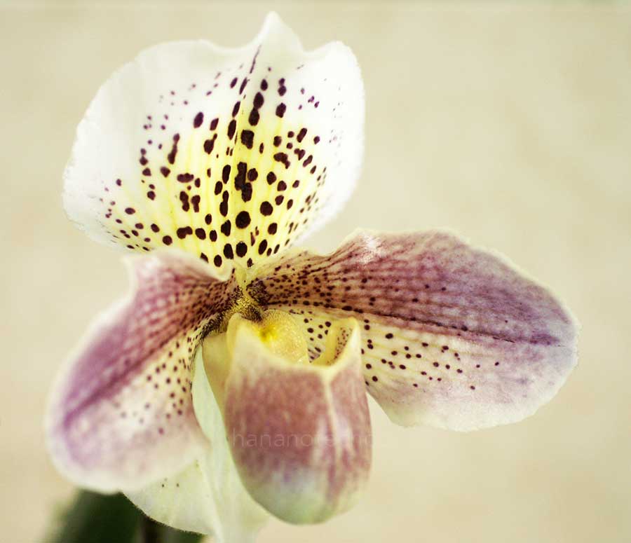 パフィオペディラム イザヨイ ピンクパンサー　'ヒサコ'｜花の手帖の蘭図鑑