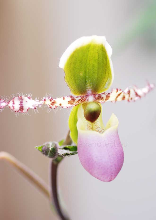 パフィオペディラム リーミアナム｜花の手帖の蘭図鑑