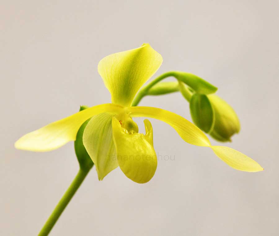 パフィオペディラム ローウィ アルバム ’エメラルド ソード’｜花の手帖の蘭図鑑