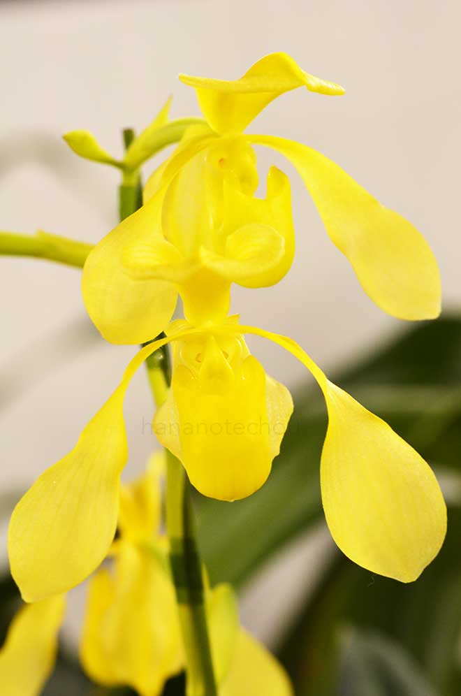 パフィオペディラム ローウィ アルバム ’クオン’｜花の手帖の蘭図鑑