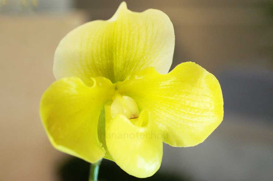 パフィオペディラム マジック マウンテン x アルメニアカム
'ゴールデン ファンタジー'｜花の手帖の蘭図鑑