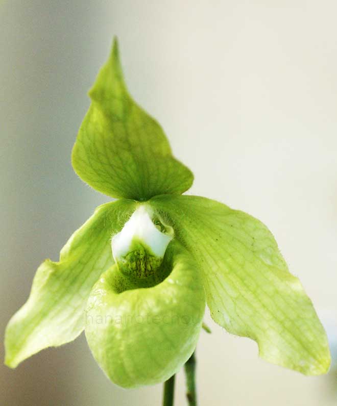 パフィオペディラム マリポエンセ 'アカル'｜花の手帖の蘭図鑑