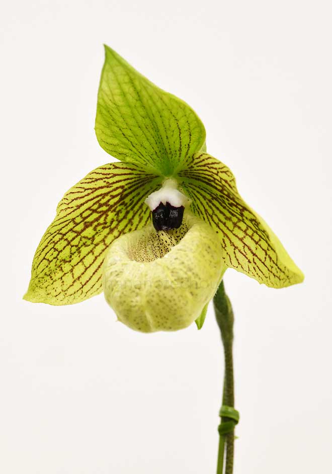 パフィオペディラム マリポエンセ　’シミズ デライト’｜花の手帖の蘭図鑑