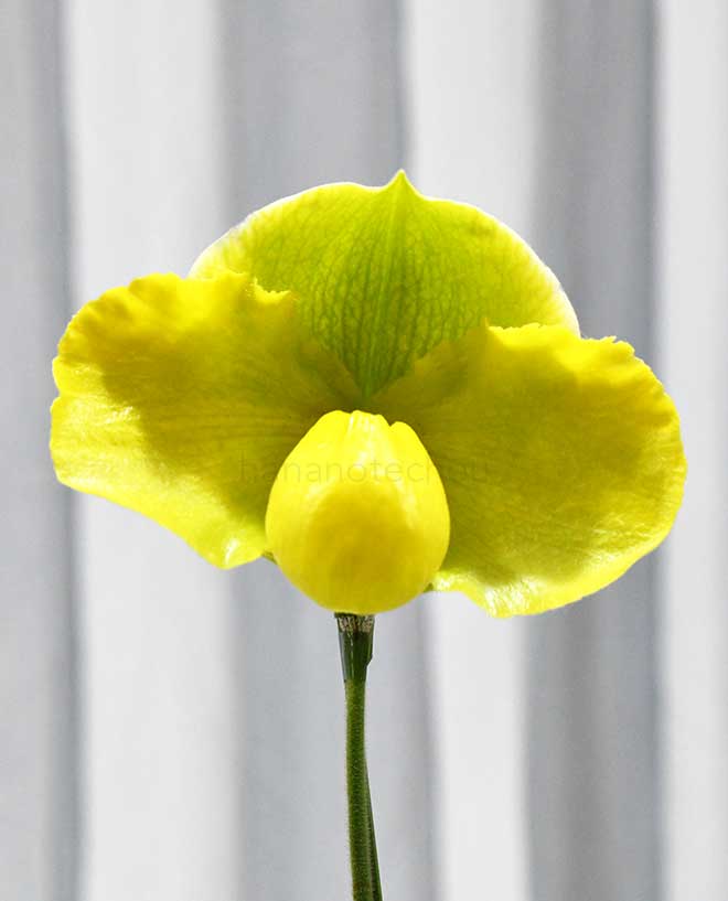 パフィオペディラム マーチャン エンペラー　’オーガスト’｜花の手帖の蘭図鑑