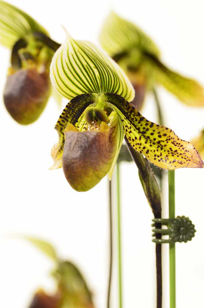 パフィオペディラム マシュー カスバート ’ヨシキ’｜花の手帖の蘭図鑑