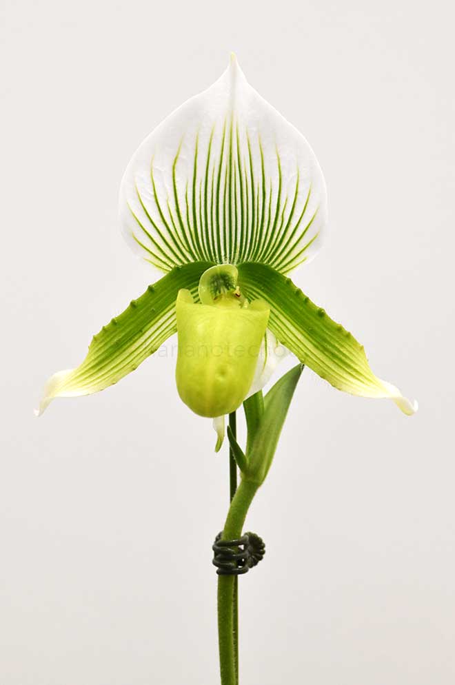 パフィオペディラム モーディエ x エンザン ジュエル ’ロザリー’｜花の手帖の蘭図鑑