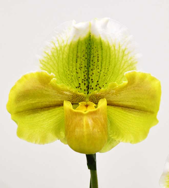 パフィオペディラム メガ シャムロック ’シャイニー ブラウン’｜花の手帖の蘭図鑑