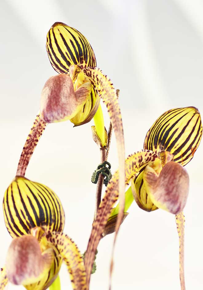 パフィオペディラム メモリア ラルフ レヴィ ’ブルーメン インセル’｜花の手帖の蘭図鑑