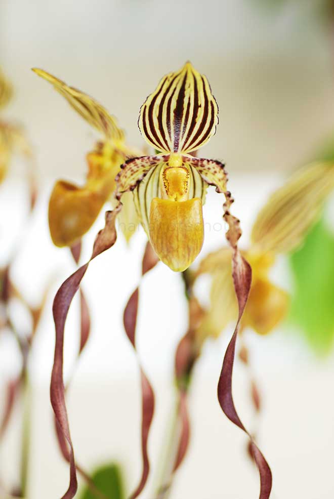 パフィオペディラム ミカエル クーポウィッツ ’ホソノ’｜花の手帖の蘭図鑑